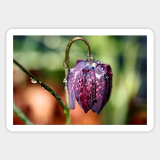 Snake's Head Fritillary Sticker